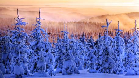 Snowy Serenity in a Pine Forest wallpaper
