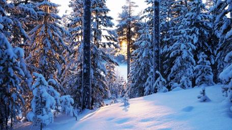 Serene Winter Forest Scene wallpaper