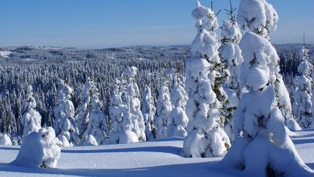 Winter Wonderland in a Snowy Forest Scene wallpaper