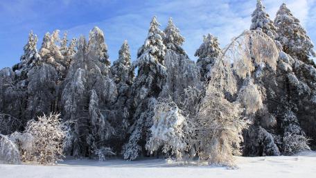 Serenity of a Snowy Winter Wonderland wallpaper