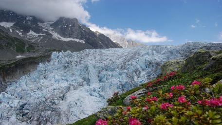 Majestic Glacier in Blooming Wilderness wallpaper