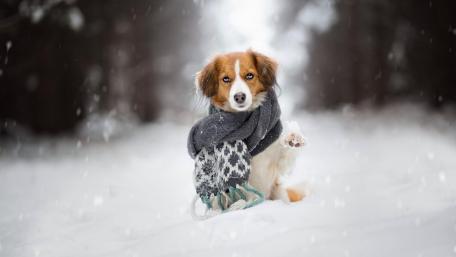 Cozy Canine Winter Wonderland wallpaper