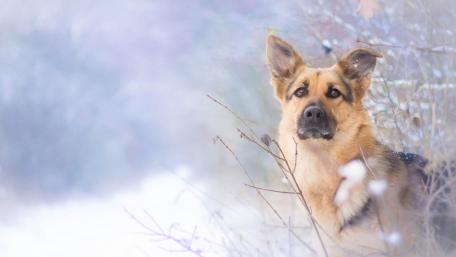Winter's Watchful Companion wallpaper