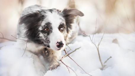 Snowy Adventure with a Border Collie Puppy wallpaper