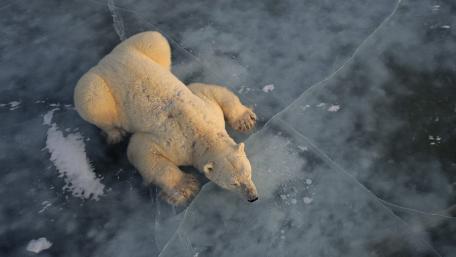 Majestic Polar Bear on Ice Surface wallpaper