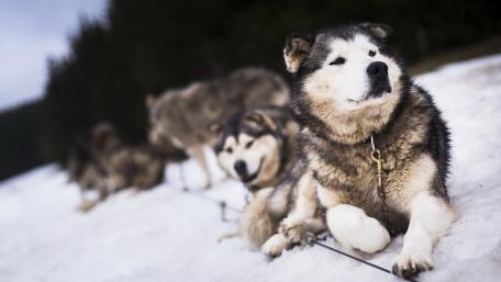 Majestic Huskies in the Snow wallpaper