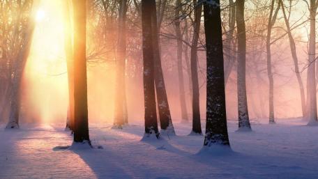 Serene Winter Forest Light Display wallpaper