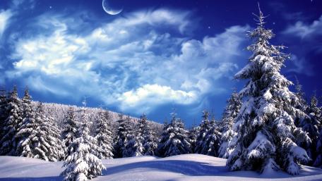 Winter Wonderland in a Pine Forest wallpaper