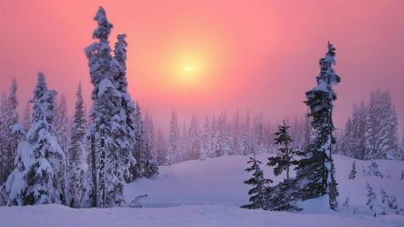 Pink Sunrise Over a Winter Forest Landscape wallpaper