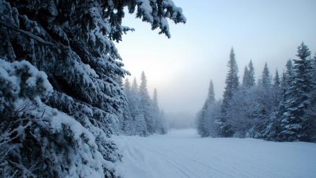 Enchanting Winter Forest Scene wallpaper
