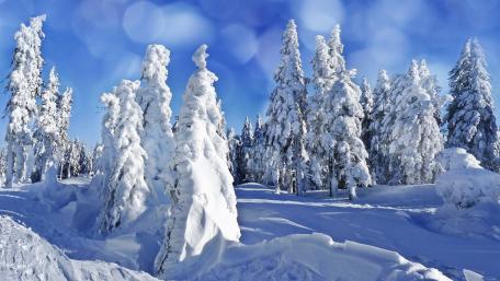 Winter Wonderland of Snowy Trees wallpaper