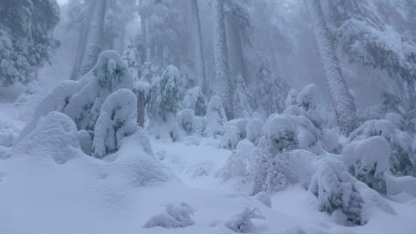 Serene Winter Wonderland Scene wallpaper