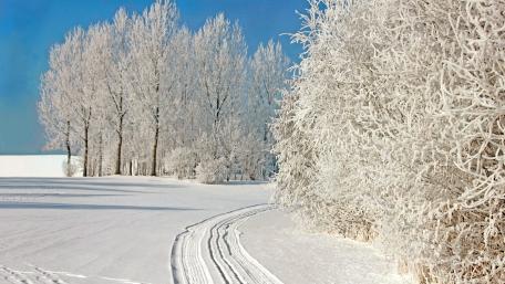 White trees wallpaper