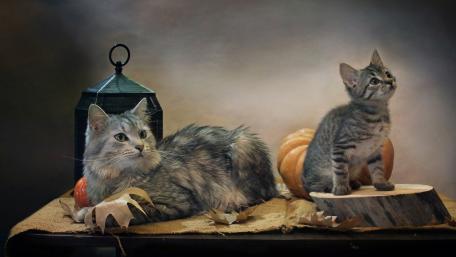 Cozy Companions in Autumn Setting wallpaper