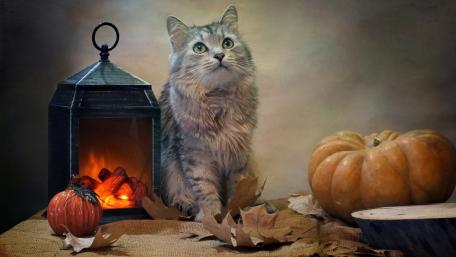 Whimsical Feline in Autumn Glow wallpaper