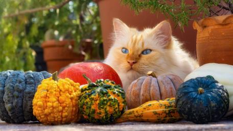 Autumn Cat Among Colorful Pumpkins and Gourds wallpaper