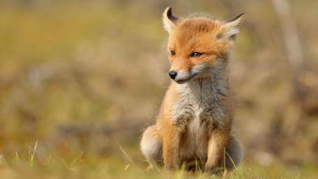 Adorable Fox Cub in Natural Habitat wallpaper