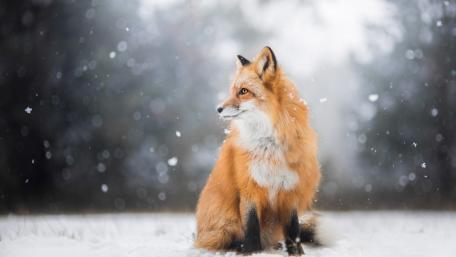 Winter Fox in a Snowy Wonderland wallpaper