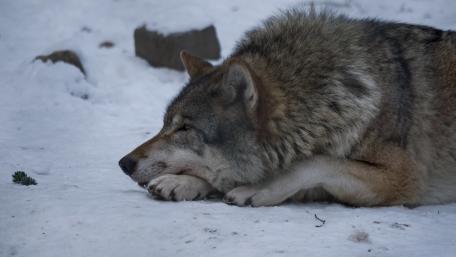 Majestic Wolf in Winter Landscape wallpaper