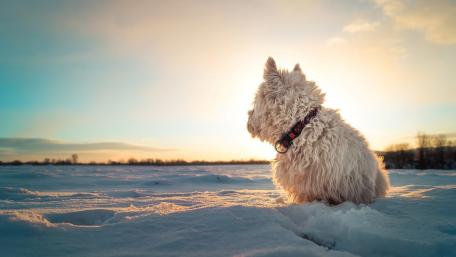 Winter Wonderland with a Loyal Companion wallpaper