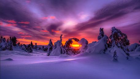 Purple Serenity in Winter's Embrace wallpaper
