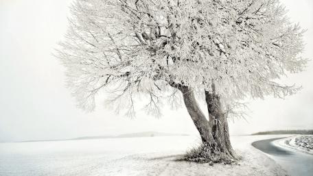 Silent Winter Elegance wallpaper
