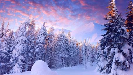 Winter Wonderland in a Snowy Forest Scene wallpaper