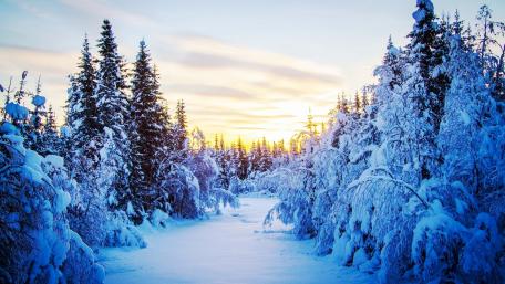 Winter Wonderland in Blue and Gold wallpaper