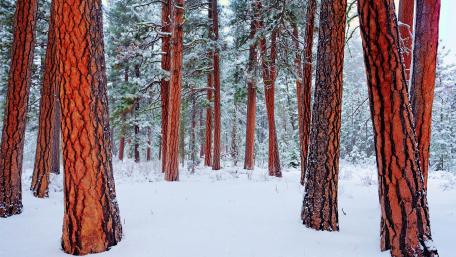 Winter Wonders in the Snowy Forest wallpaper