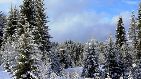 Snowy Forest Serenity in Winter Wonderland wallpaper