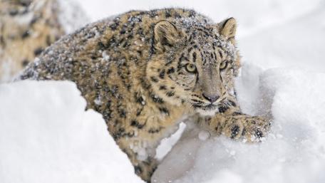 Majestic Snow Leopard Amidst Winter Wonderland wallpaper