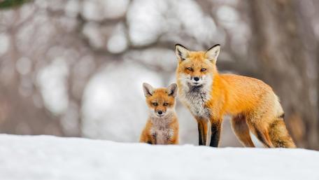 Charming Foxes in Winter Wonderland wallpaper