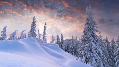 Winter Wonderland with Majestic Pines wallpaper