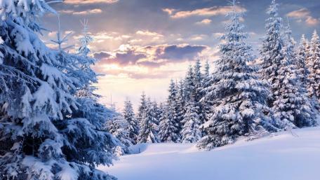 Serene Winter Wonderland in a Snowy Forest wallpaper