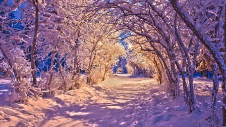 Winter's Purple Dream wallpaper