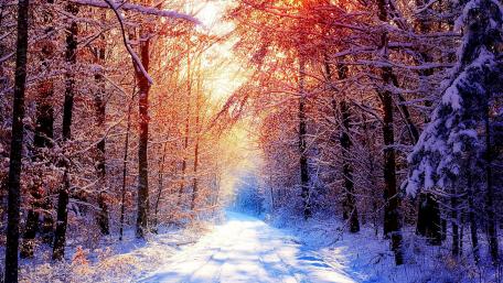 Winter Sunrise Over Snowy Forest Road wallpaper