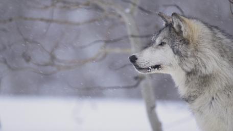 Wolf in Winter Wonderland wallpaper