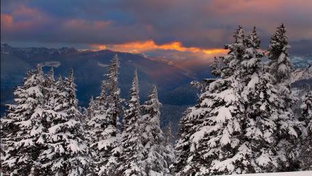 Majestic Winter Forest Landscape wallpaper