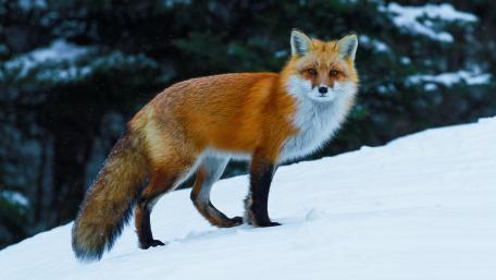Red Fox in Winter Wonderland wallpaper