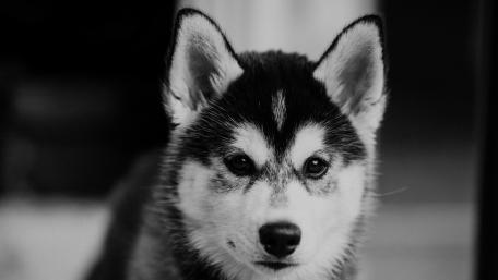 Stoic Husky Gaze in Monochrome wallpaper