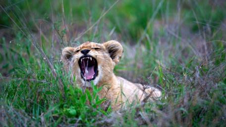 Playful Lion Cub in the Wild Grassland wallpaper