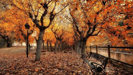 Autumn Serenity in a Golden Forest wallpaper