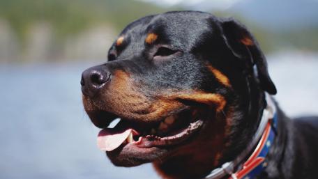 Loyal Rottweiler by the Water wallpaper
