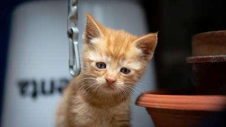 Sad kitten wallpaper