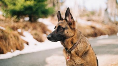 Noble Belgian Malinois in Nature Scene wallpaper