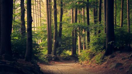 Serene Forest Pathway Awaits You wallpaper
