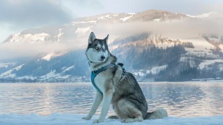 Majestic Siberian Husky in Snowy Landscape wallpaper