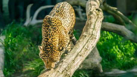 Majestic Leopard in Action wallpaper