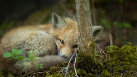 Adorable Fox Cub in Nature wallpaper