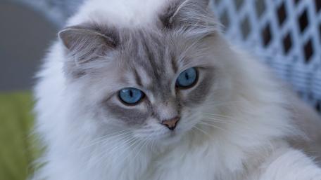 Charming Cat with Striking Blue Eyes wallpaper